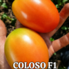 Tomate Hibrido Semi determinado tipo roma