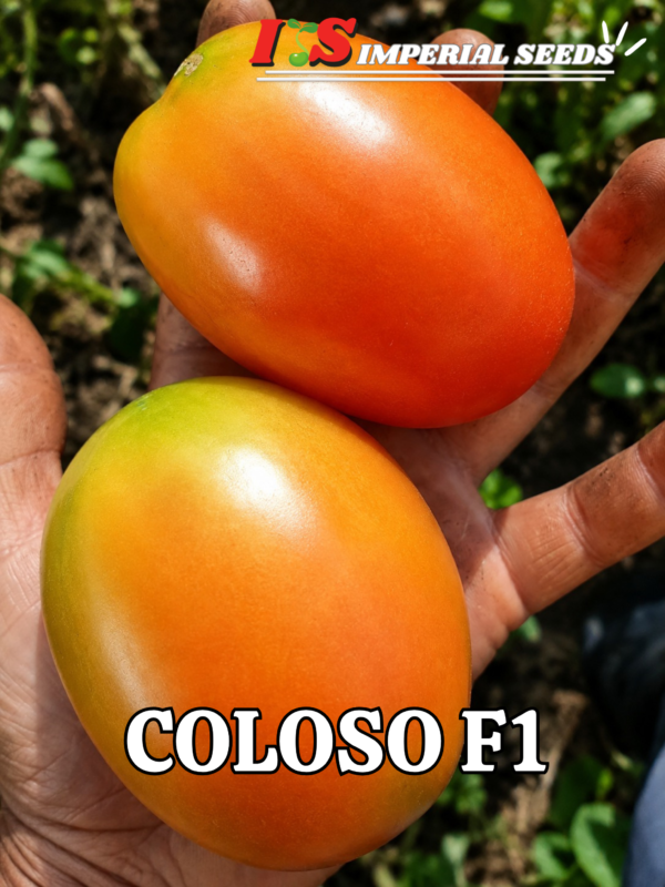 Tomate Hibrido Semi determinado tipo roma