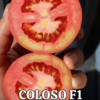 Tomate Hibrido Semi determinado tipo roma