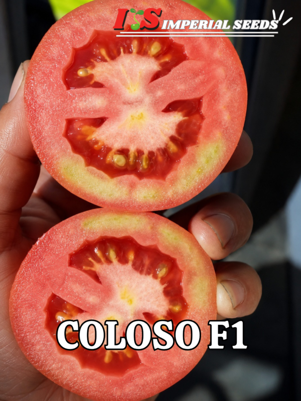 Tomate Hibrido Semi determinado tipo roma