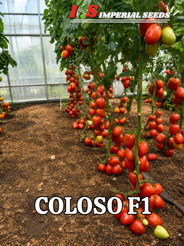Tomate Hibrido Semi determinado tipo roma