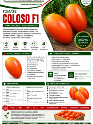 Tomate Hibrido Semi determinado tipo roma